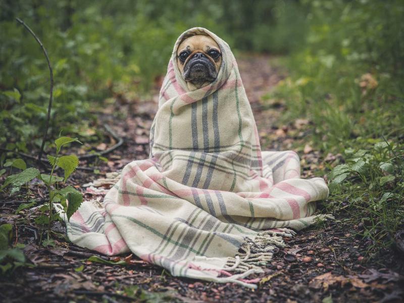 Dog looking upward — demo responsive image